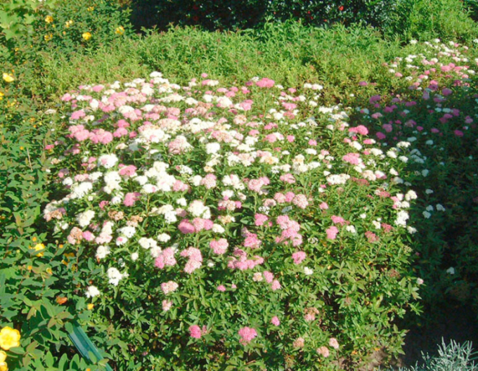 Spiraea  japoneză  Genpei