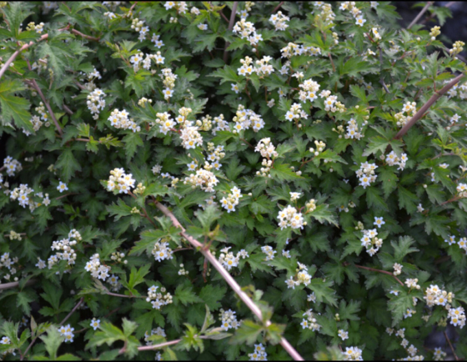 Tufă de dantelă´Crispa´