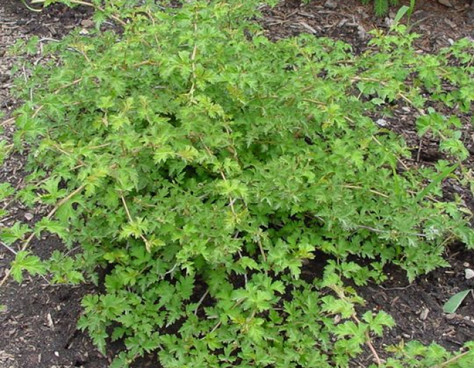 Tufă de dantelă´Crispa´