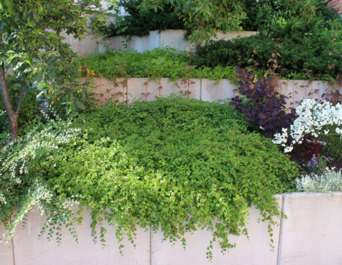 Tufă de dantelă´Crispa´