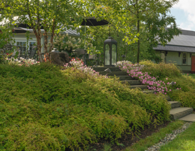 Tufă de dantelă´Crispa´