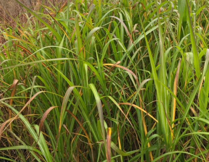 Miscanthus sinensis var.floridules