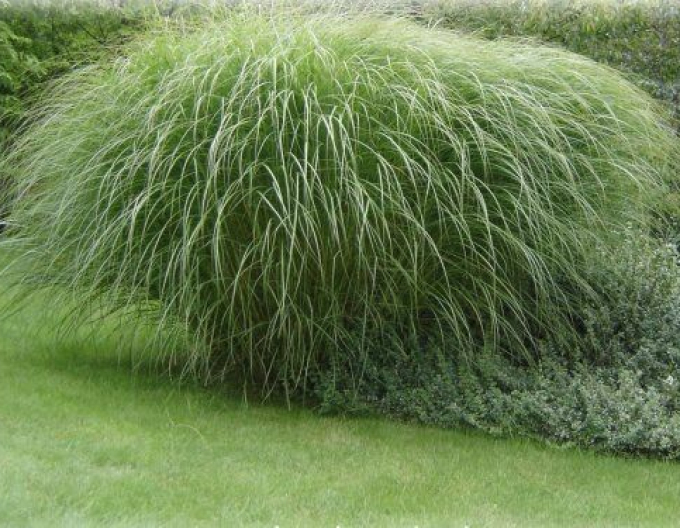 Miscanthus sinensis var.floridules