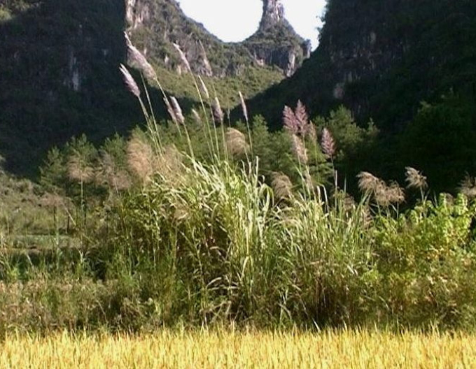 Miscanthus sinensis var.floridules
