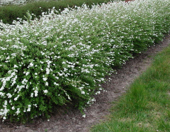 Spiraea cinerea ´Grefsheim´
