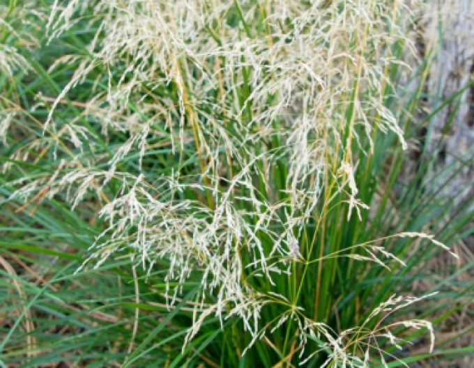Deschampsia ´Goldtau´ 9x9