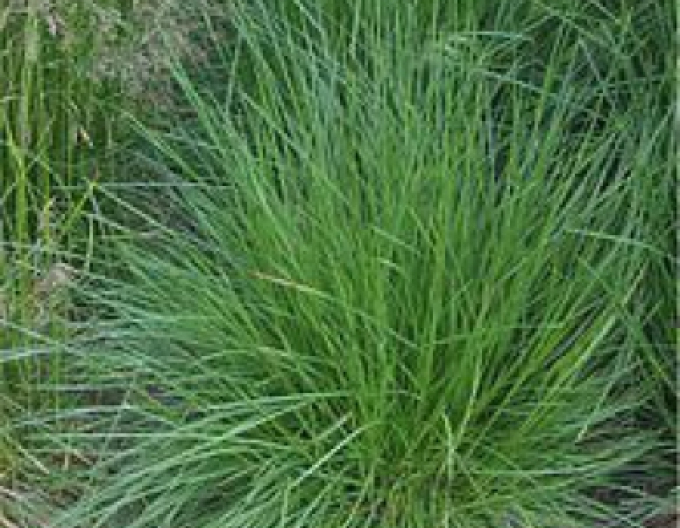 Deschampsia ´Goldtau´ 9x9