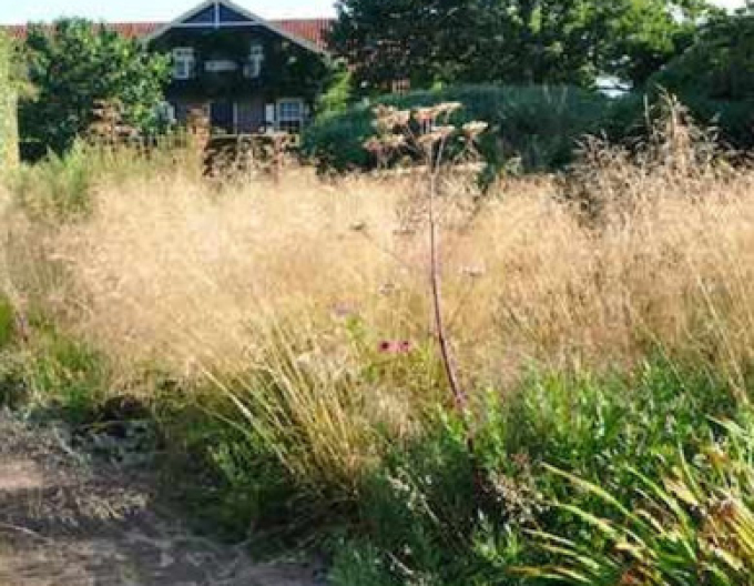 Deschampsia ´Goldtau´ 9x9