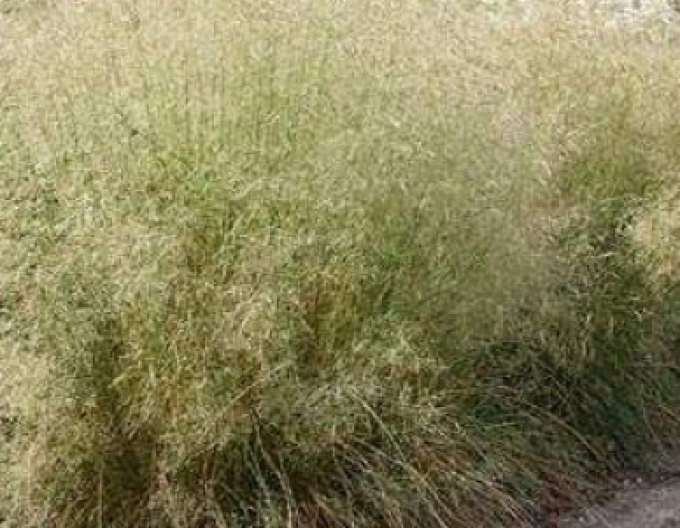 Deschampsia ´Goldtau´ 9x9