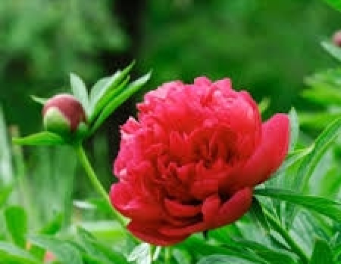 Bujor Chinezesc "Inspecteur Lavergne