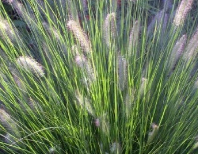 Pennisetum alopecuroides (iarbă-fântână) ´Hameln´