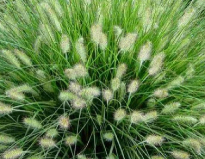Pennisetum alopecuroides (iarbă-fântână) ´Hameln´