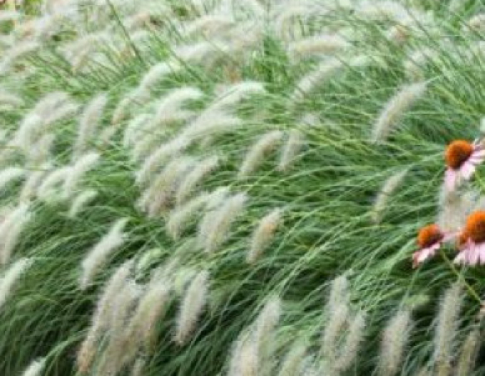 Pennisetum alopecuroides (iarbă-fântână) ´Hameln´