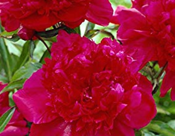 Bujor Chinezesc "Inspecteur Lavergne