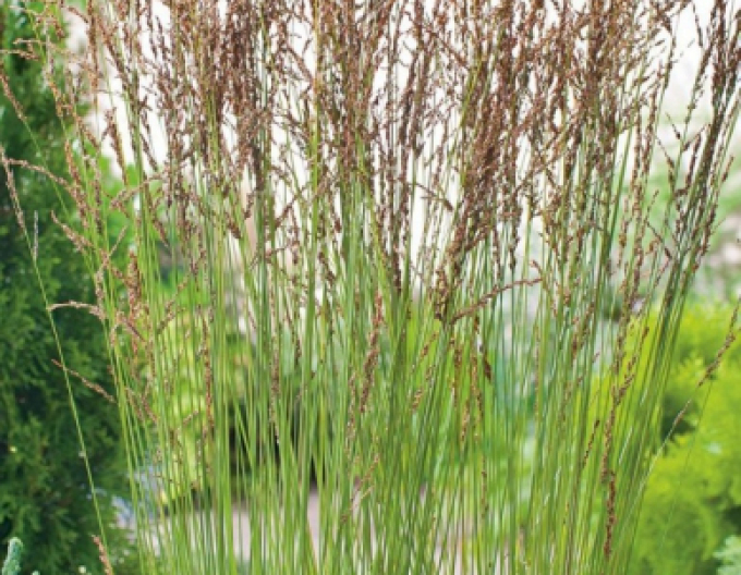 Molinia Heidebraut´