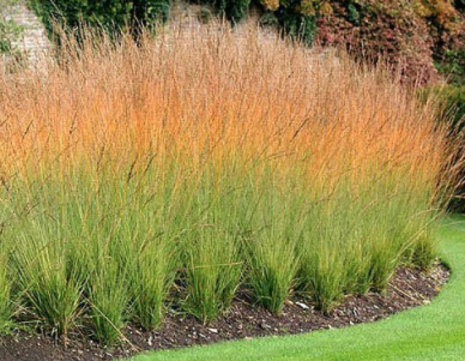 Molinia Heidebraut´