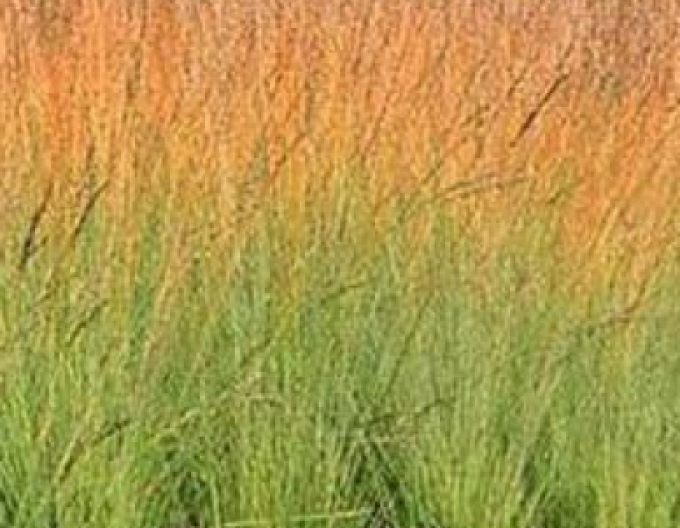 Molinia Heidebraut´