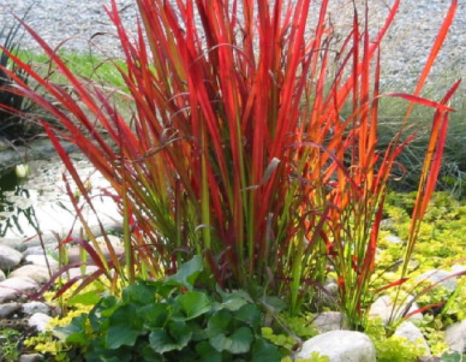 Imperata cylindrica ´Red Baron´ 9x9