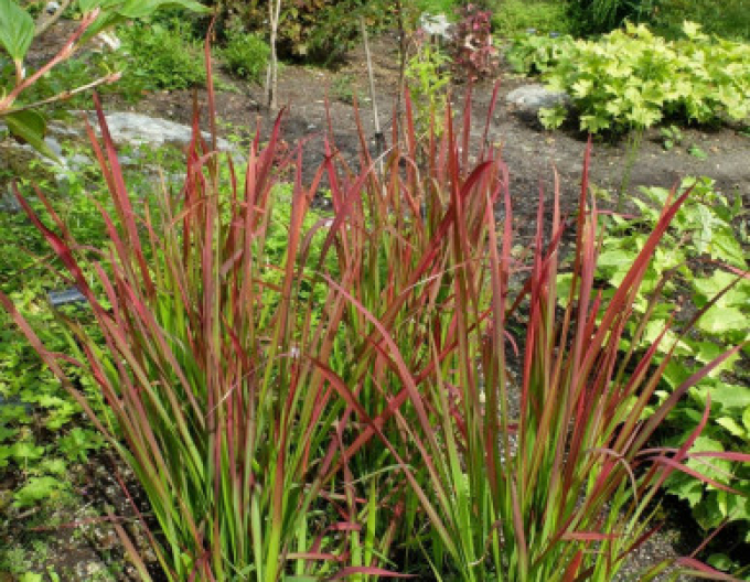 Imperata cylindrica ´Red Baron´ 9x9