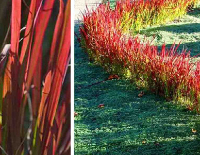 Imperata cylindrica ´Red Baron´ 9x9