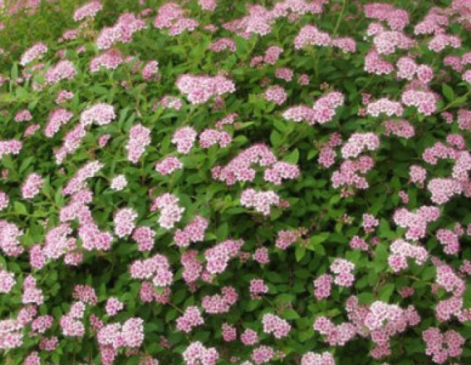 Spirea japoneză ´Little Princess´ 9x9