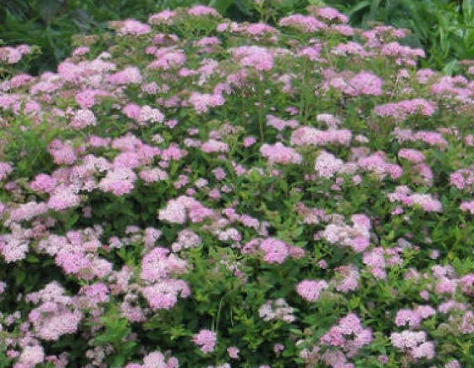 Spirea japoneză ´Little Princess´ 9x9