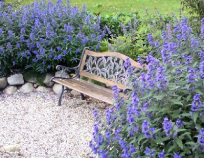 Caryopteris × clandonensis "HEAVENLY BLUE" 2,5l