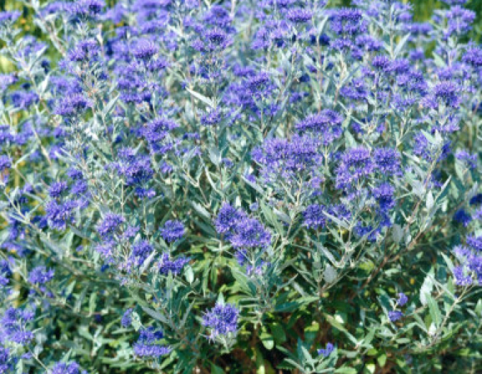 Caryopteris × clandonensis "HEAVENLY BLUE" 2,5l