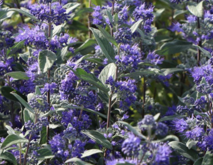 Caryopteris × clandonensis "HEAVENLY BLUE" 2,5l