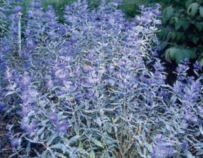 Caryopteris × clandonensis "HEAVENLY BLUE" 2,5l