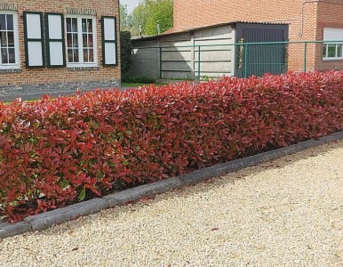 Photinia  Red Robin Nana Ball
