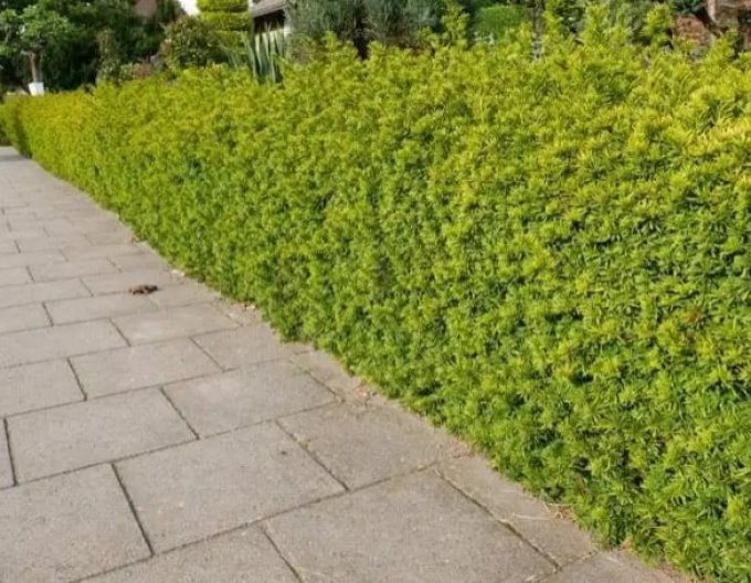 Tisă comună "David