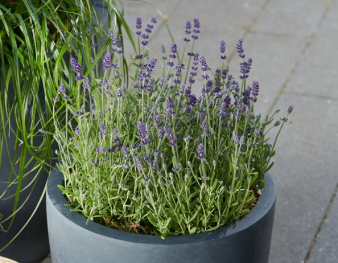 Lavandă medicală