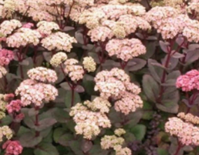 Hylotelephium - Stonecrop ´Matrona´ 9x9