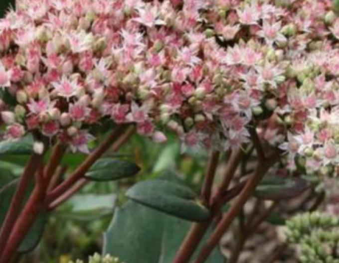 Hylotelephium - Stonecrop ´Matrona´ 9x9