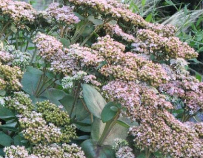 Hylotelephium - Stonecrop ´Matrona´ 9x9