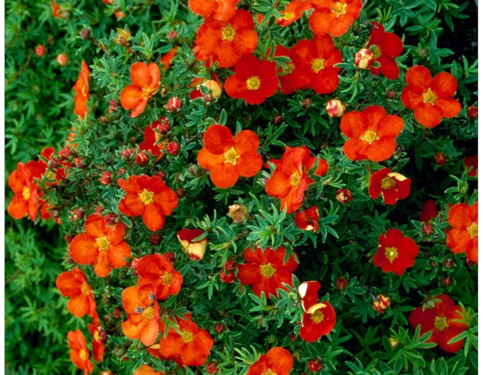 Potentilla arbustiv "Red Ace"