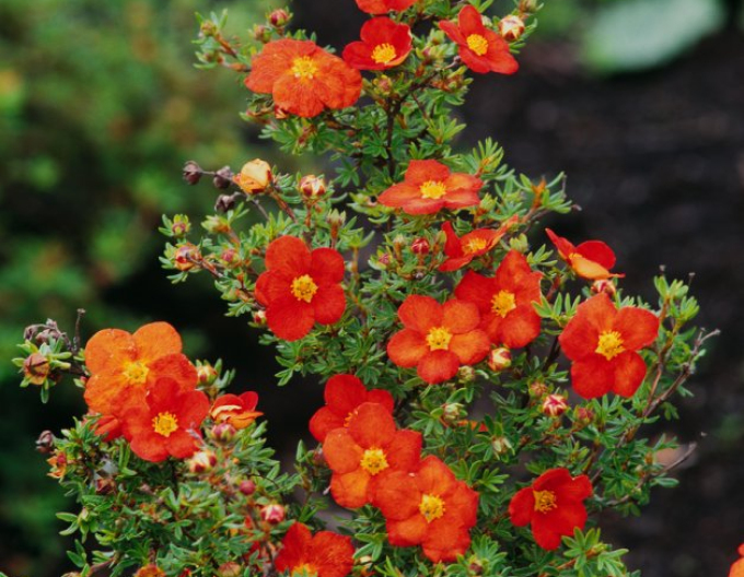 Potentilla arbustiv "Red Ace"