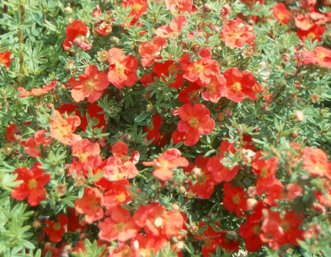 Potentilla arbustiv "Red Ace"