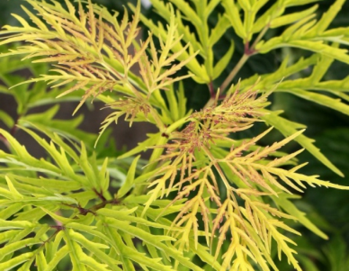 Bază neagră ´Golden Tower´