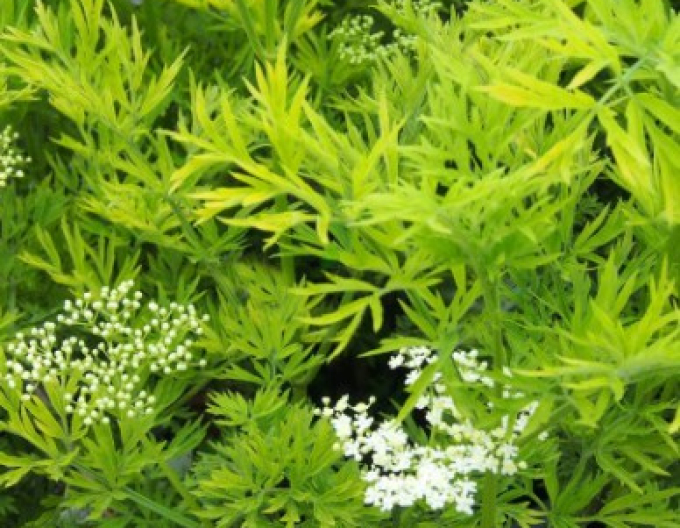 Bază neagră ´Golden Tower´