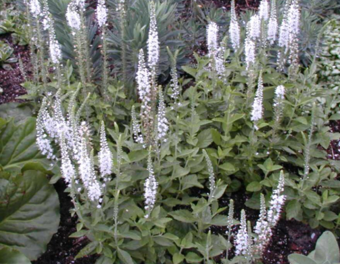 Veronica spicata ´Icicle´