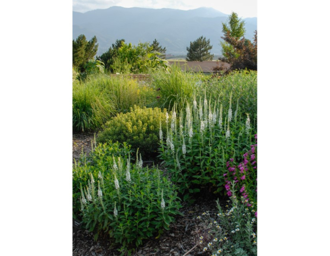 Veronica spicata ´Icicle´