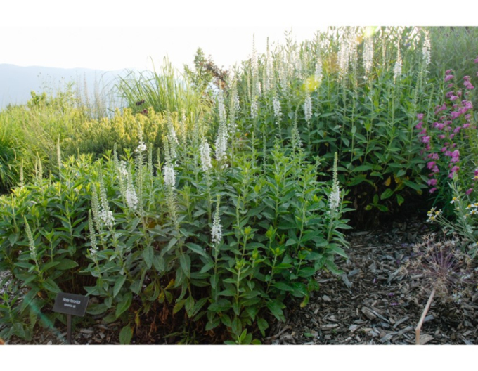 Veronica spicata ´Icicle´