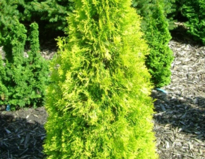 Thuja ´Golden Smaragd´