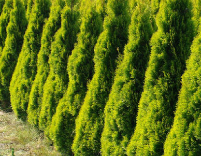 Thuja ´Golden Smaragd´