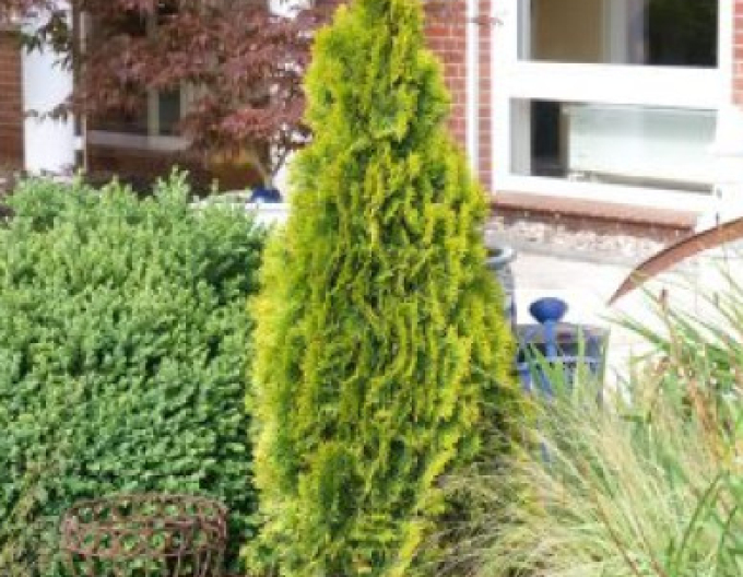 Thuja ´Golden Smaragd´