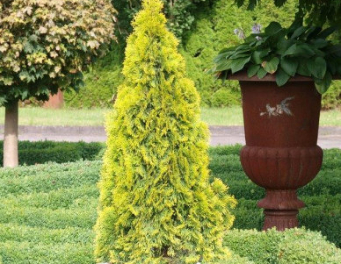 Thuja ´Golden Smaragd´