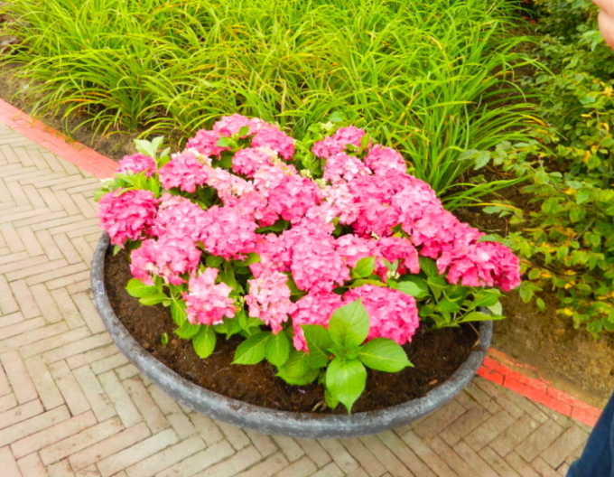 Hydrangea macrophylla Alpengluhen