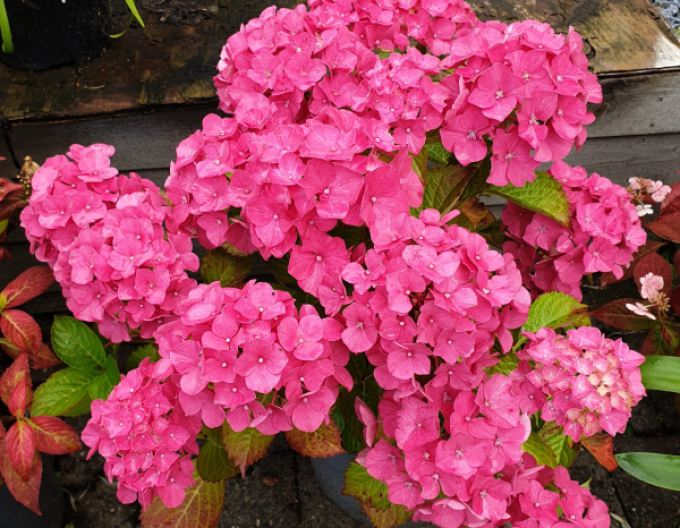 Hydrangea macrophylla Alpengluhen